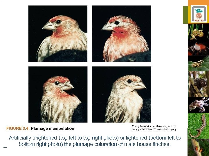 Artificially brightened (top left to top right photo) or lightened (bottom left to bottom