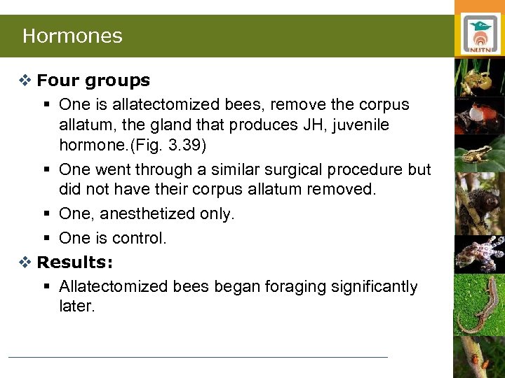 Hormones v Four groups § One is allatectomized bees, remove the corpus allatum, the