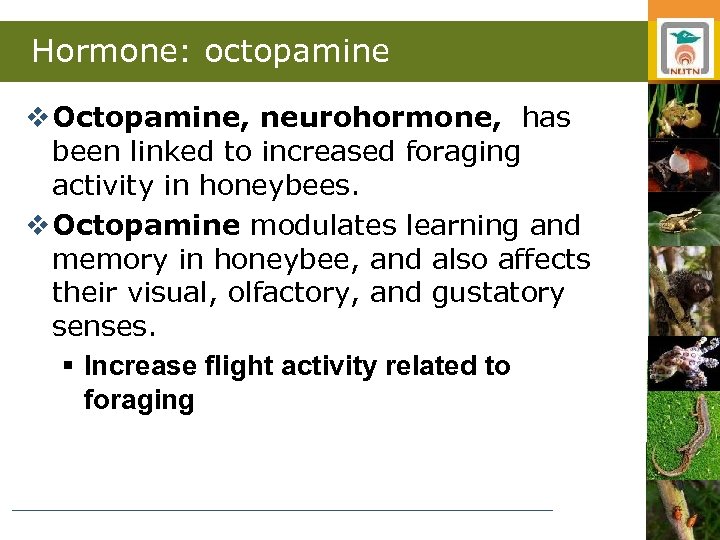 Hormone: octopamine v Octopamine, neurohormone, has been linked to increased foraging activity in honeybees.