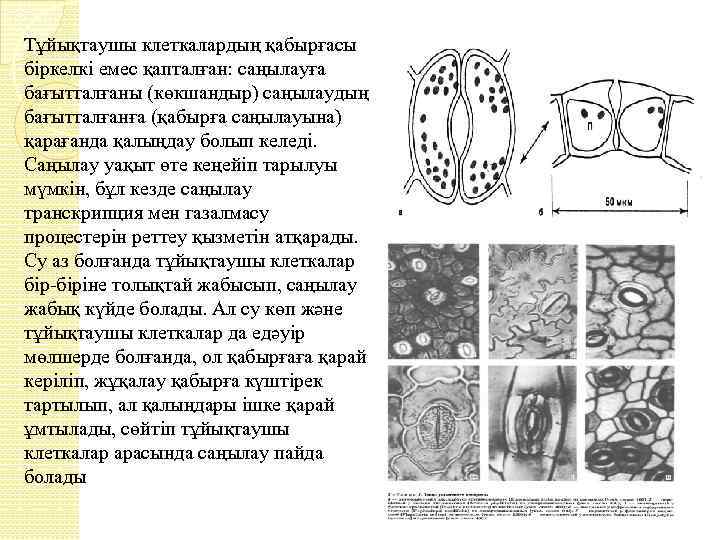 Тұйықтаушы клеткалардың қабырғасы біркелкі емес қапталған: саңылауға бағытталғаны (көкшандыр) саңылаудың бағытталғанға (қабырға саңылауына) қарағанда