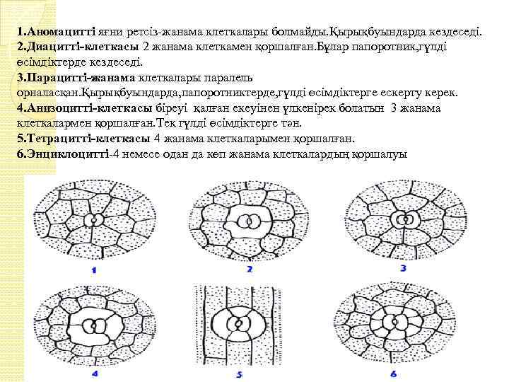 1. Аномацитті яғни ретсіз-жанама клеткалары болмайды. Қырықбуындарда кездеседі. 2. Диацитті-клеткасы 2 жанама клеткамен қоршалған.