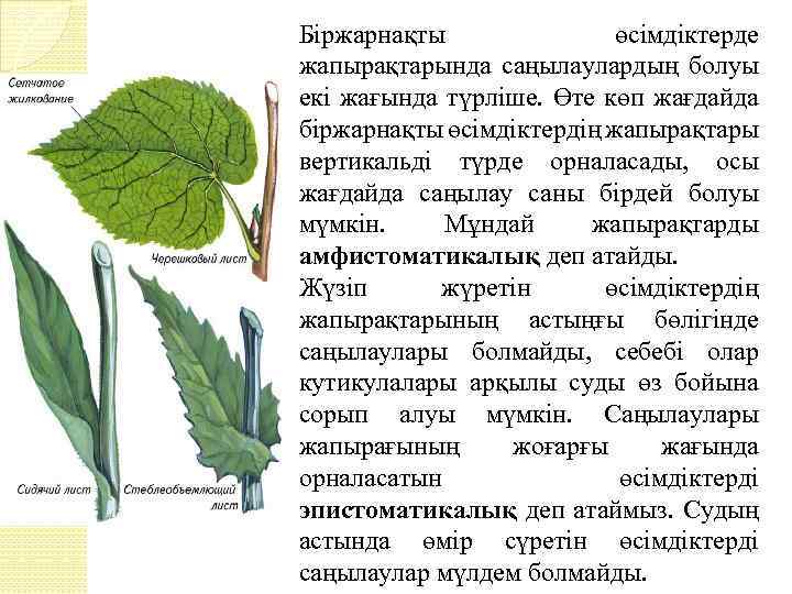 Біржарнақты өсімдіктерде жапырақтарында саңылаулардың болуы екі жағында түрліше. Өте көп жағдайда біржарнақты өсімдіктердің жапырақтары