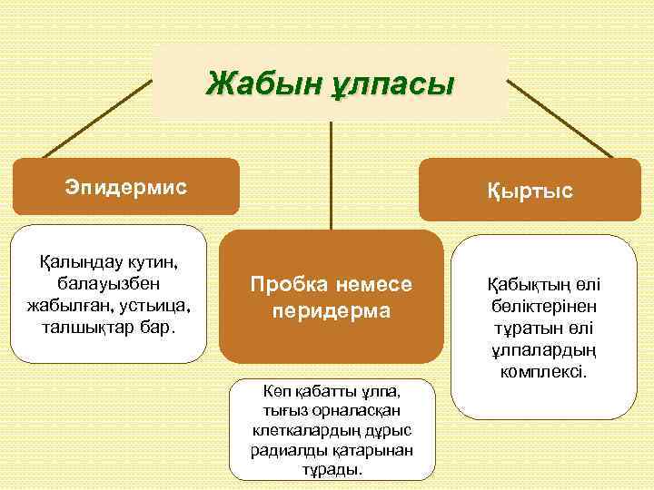 Жабын ұлпасы Эпидермис Қалыңдау кутин, балауызбен жабылған, устьица, талшықтар бар. Қыртыс Пробка немесе перидерма