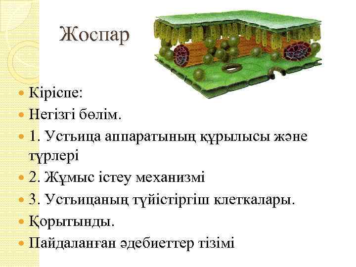 Жоспар Кіріспе: Негізгі бөлім. 1. Устьица аппаратының құрылысы және түрлері 2. Жұмыс істеу механизмі