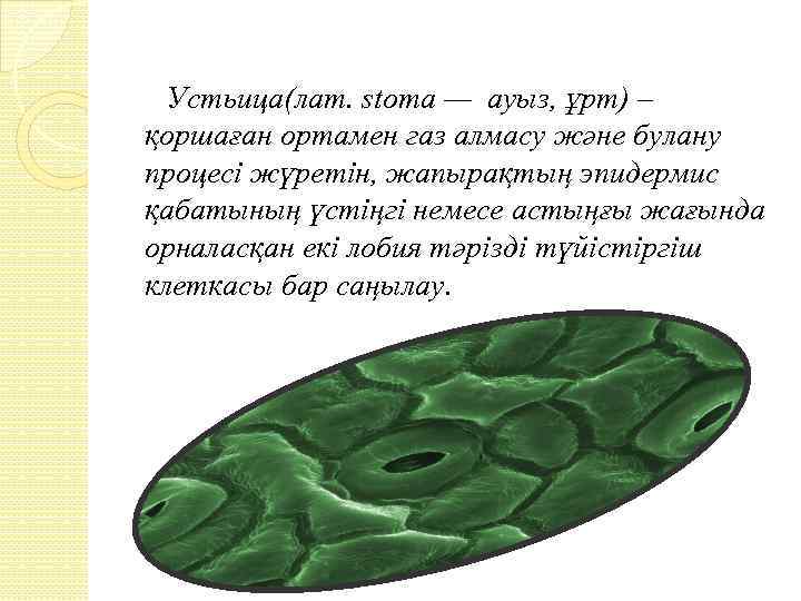 Устьица у кувшинки расположены