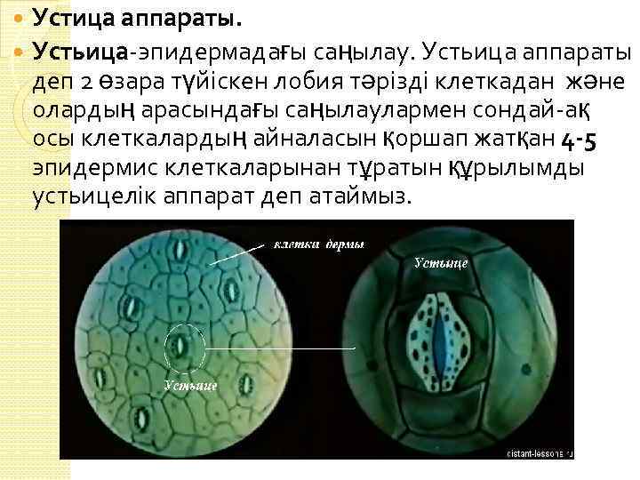 Устьица гибискуса