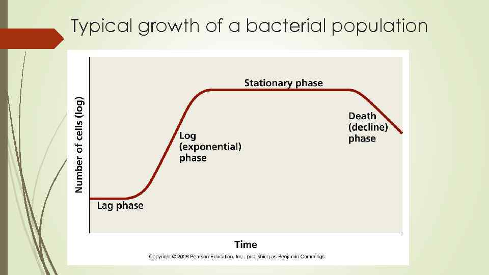 Typical growth of a bacterial population 