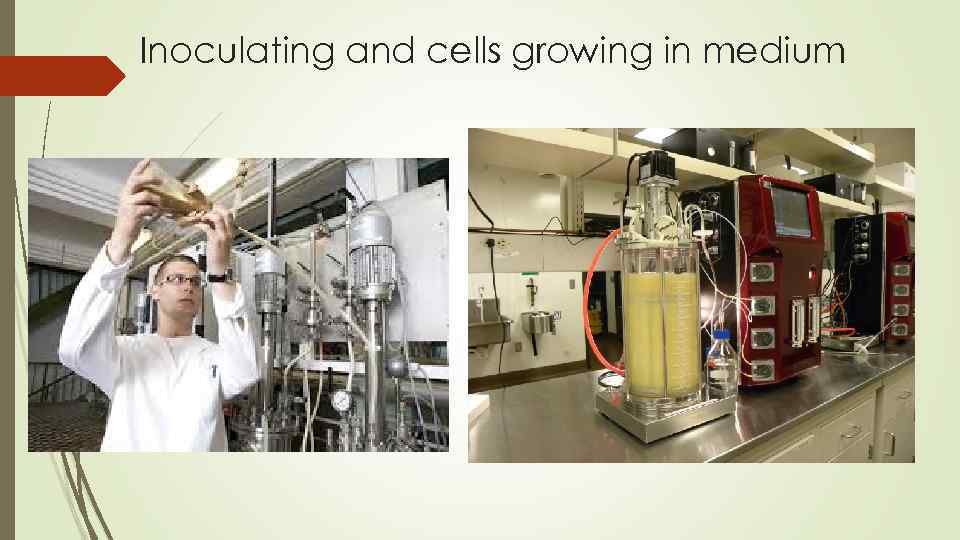 Inoculating and cells growing in medium 