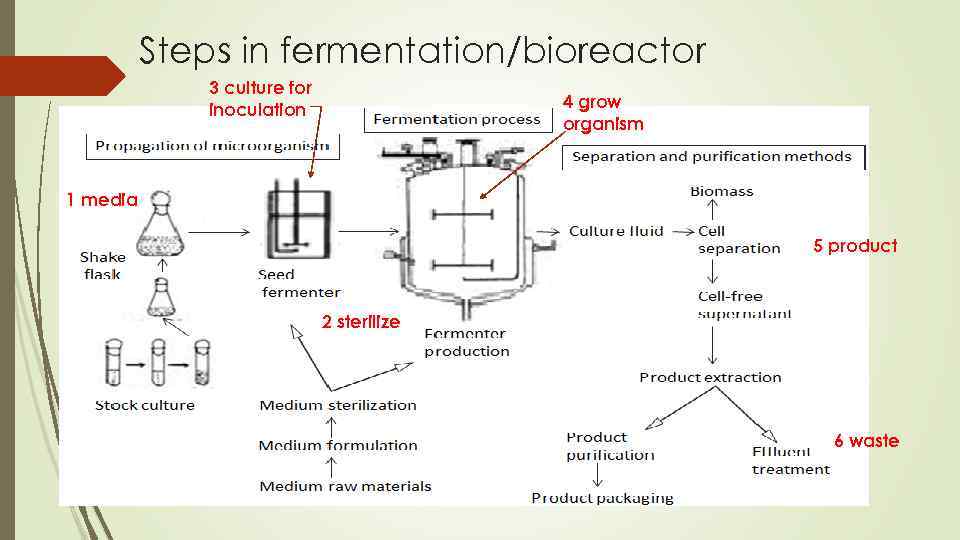 Microbiology and Biotechnology Lesson 11 4 B 3 - Image 8