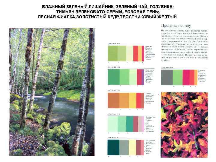 ВЛАЖНЫЙ ЗЕЛЕНЫЙ ЛИШАЙНИК, ЗЕЛЕНЫЙ ЧАЙ, ГОЛУБИКА; ТИМЬЯН, ЗЕЛЕНОВАТО-СЕРЫЙ, РОЗОВАЯ ТЕНЬ; ЛЕСНАЯ ФИАЛКА, ЗОЛОТИСТЫЙ КЕДР,