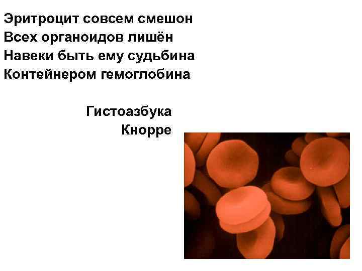 Эритроцит совсем смешон Всех органоидов лишён Навеки быть ему судьбина Контейнером гемоглобина Гистоазбука Кнорре