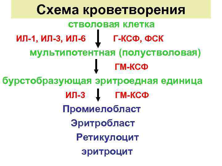 Схема кроветворения стволовая клетка ИЛ-1, ИЛ-3, ИЛ-6 Г-КСФ, ФСК мультипотентная (полустволовая) ГМ-КСФ бурстобразующая эритроедная