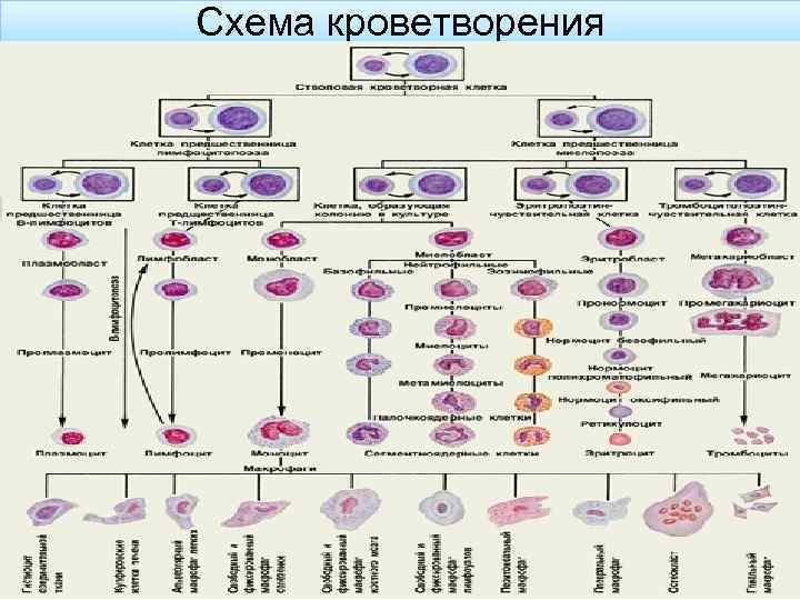Схема кроветворения 
