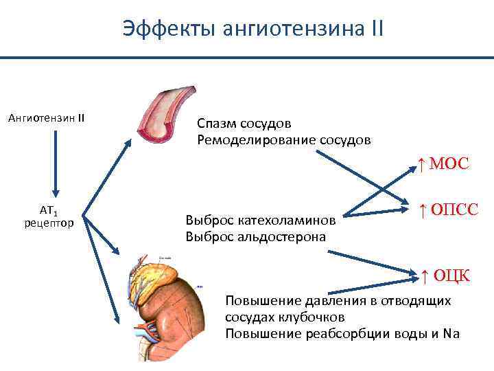 Эффекты ангиотензина II Ангиотензин II Спазм сосудов Ремоделирование сосудов ↑ МОС AT 1 рецептор