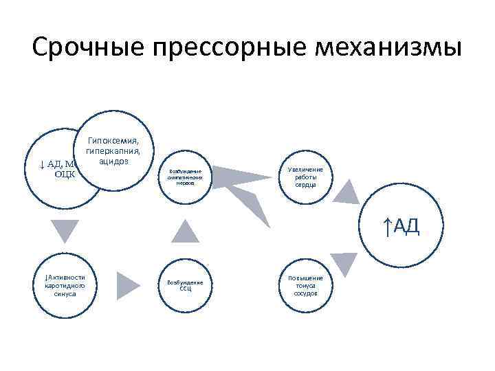 Срочные прессорные механизмы Гипоксемия, гиперкапния, ↓ АД, МОС, ацидоз ОЦК Возбуждение симпатических нервов Увеличение