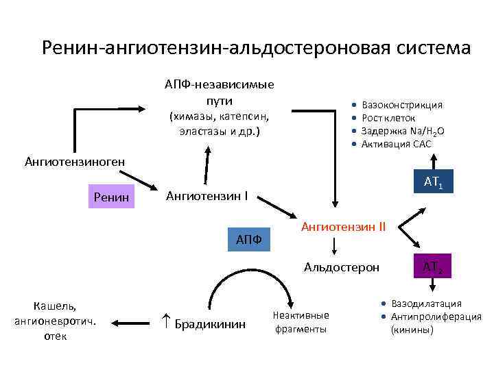Ренин-ангиотензин-альдостероновая система АПФ-независимые пути · · (химазы, катепсин, эластазы и др. ) Вазоконстрикция Рост