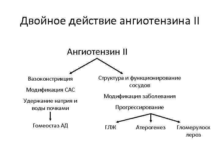 Двойное действие ангиотензина II Ангиотензин II Вазоконстрикция Модификация САС Удержание натрия и воды почками