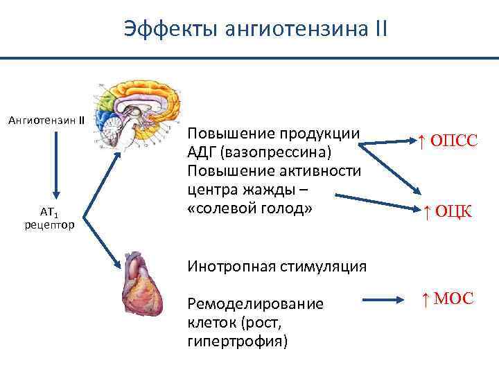 Эффекты ангиотензина II Ангиотензин II AT 1 рецептор Повышение продукции АДГ (вазопрессина) Повышение активности