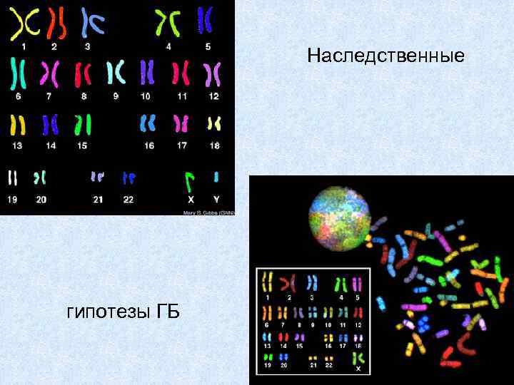 Наследственные гипотезы ГБ 