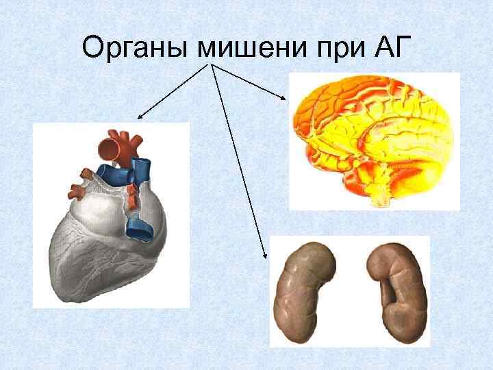 Органы мишени при АГ 
