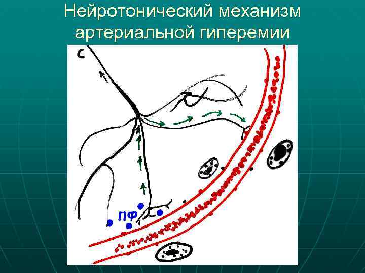 Нейротонический механизм артериальной гиперемии 
