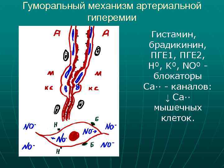 Артериальная гиперемия механизмы развития. Гуморальный механизм артериальной гиперемии. Механизм развития гиперемии. Механизмы развития артериальной гиперемии. Нейротонический механизм артериальной гиперемии.