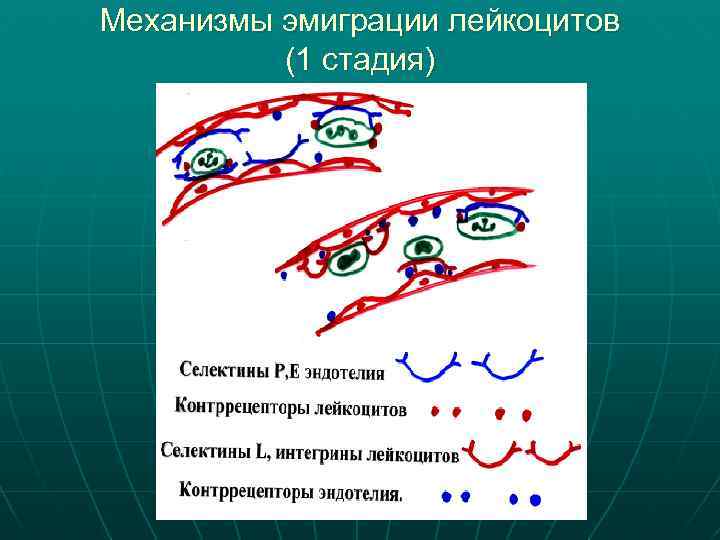 Механизмы эмиграции лейкоцитов (1 стадия) 