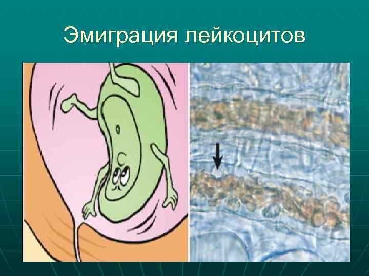 Эмиграция лейкоцитов 