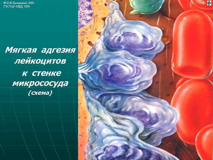 © П. Ф. Литвицкий, 2004 ГЭОТАР-МЕД, 2004 Мягкая адгезия лейкоцитов к стенке микрососуда (схема)
