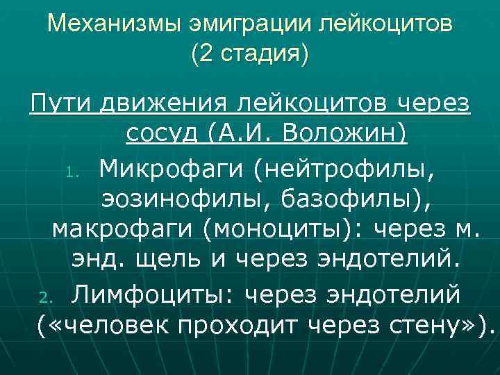 Механизмы эмиграции лейкоцитов (2 стадия) Пути движения лейкоцитов через сосуд (А. И. Воложин) 1.