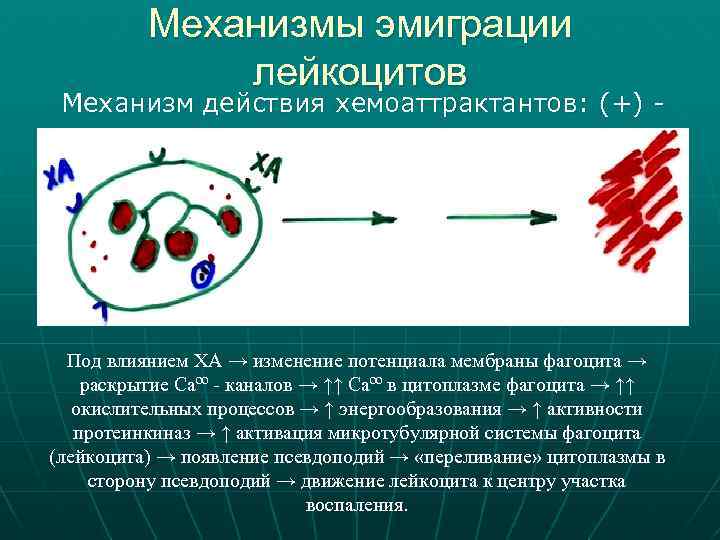 Факторы хемотаксиса. Механизмы эмиграции лейкоцитов. Механизм хемотаксиса лейкоцитов. Механизм миграции лейкоцитов. Эмиграция и хемотаксис лейкоцитов.