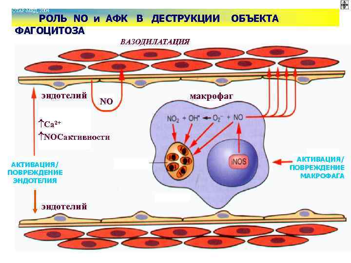 © П. Ф. Литвицкий, 2004 ГЭОТАР-МЕД, 2004 © РОЛЬ NO и АФК В ДЕСТРУКЦИИ
