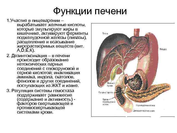 Функции печени 1. Участие в пищеварении – вырабатывает желчные кислоты, которые эмульгируют жиры в