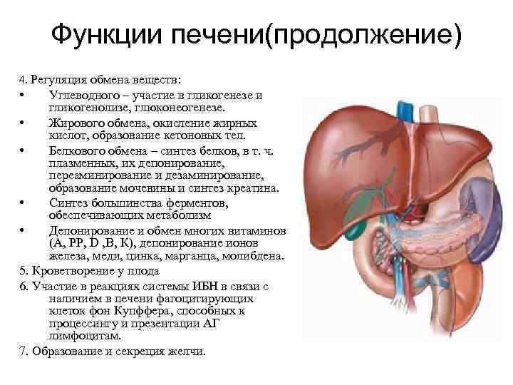 Функции печени(продолжение) 4. Регуляция обмена веществ: • Углеводного – участие в гликогенезе и гликогенолизе,