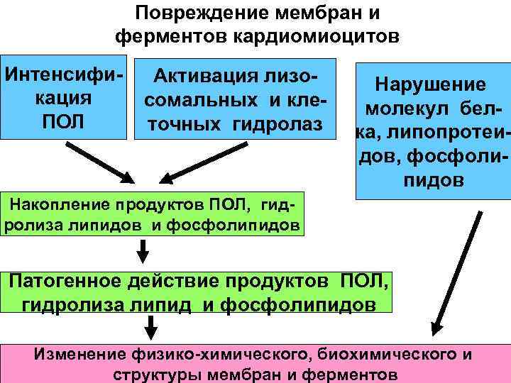 Мембрана ферменты. Повреждение мембран и ферментов кардиомиоцитов. Повреждение мембран и ферментов клетки. Повреждение мембран и ферментов клетки патофизиология. Повреждение клеточных мембран и ферментов клетки.