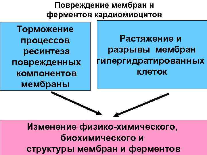 Повреждение мембран и ферментов кардиомиоцитов Торможение процессов ресинтеза поврежденных компонентов мембраны Растяжение и разрывы