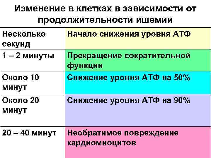 Изменение в клетках в зависимости от продолжительности ишемии Несколько секунд 1 – 2 минуты
