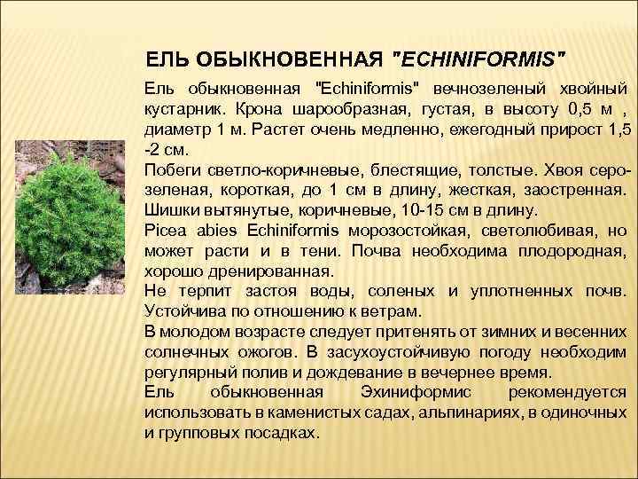 Что изучает дендрология. Дендрология. Разновидность дендрология. Отношение сосны к свету. Применение ели.