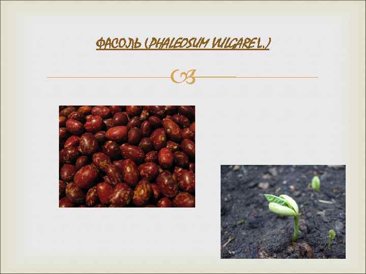 ФАСОЛЬ (PHALEOSUM VULGARE L. ) 