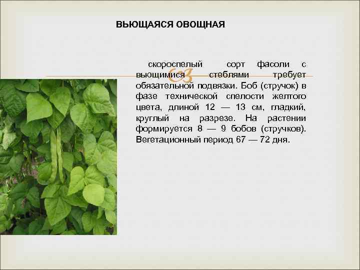 ВЬЮЩАЯСЯ ОВОЩНАЯ скороспелый сорт фасоли с вьющимися стеблями требует обязательной подвязки. Боб (стручок) в
