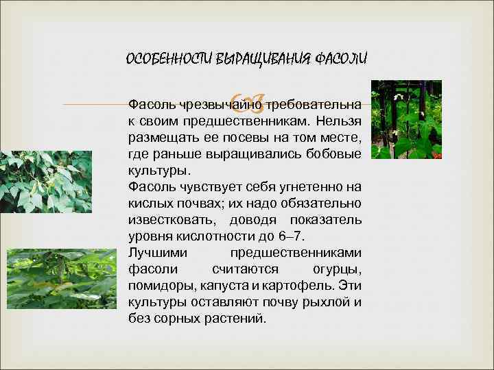ОСОБЕННОСТИ ВЫРАЩИВАНИЯ ФАСОЛИ Фасоль чрезвычайно требовательна к своим предшественникам. Нельзя размещать ее посевы на