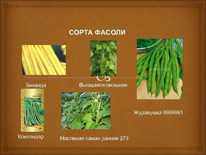 СОРТА ФАСОЛИ Зинаида Вьющаяся овощная Журавушка 9906061 Контендер Масляная самая ранняя 273 