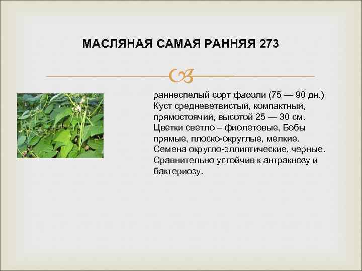 МАСЛЯНАЯ САМАЯ РАННЯЯ 273 раннеспелый сорт фасоли (75 — 90 дн. ) Куст средневетвистый,