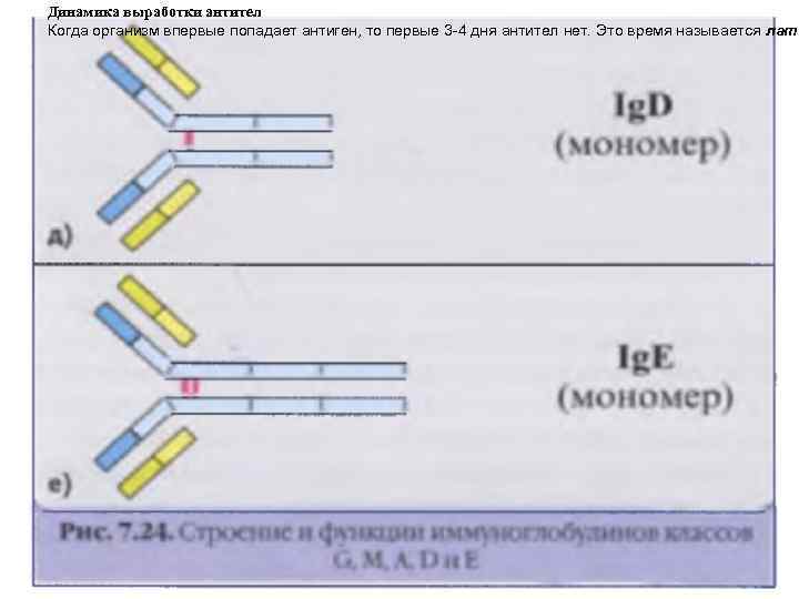 Динамика выработки антител Когда организм впервые попадает антиген, то первые 3 -4 дня антител