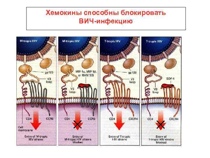 Хемокины способны блокировать ВИЧ-инфекцию 