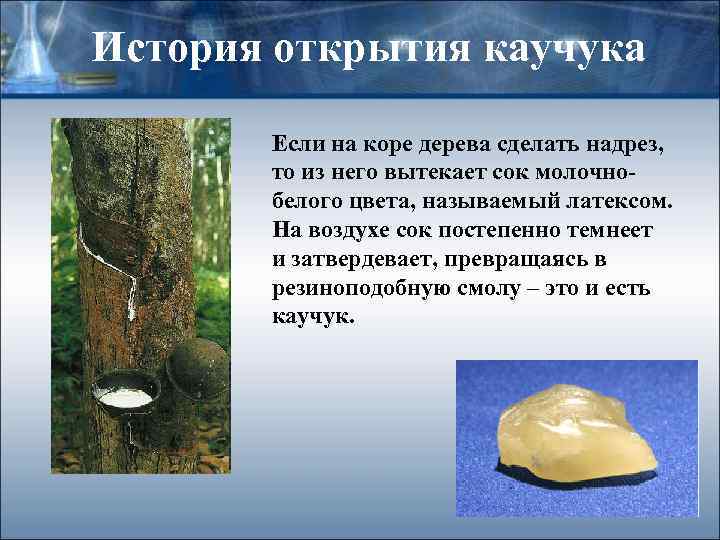 История открытия каучука Если на коре дерева сделать надрез, то из него вытекает сок