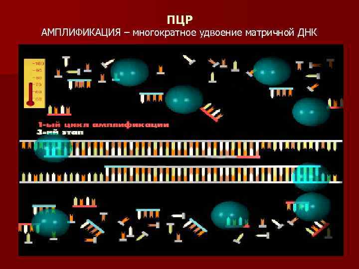 ПЦР АМПЛИФИКАЦИЯ – многократное удвоение матричной ДНК 