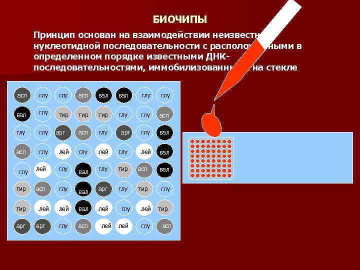 БИОЧИПЫ Принцип основан на взаимодействии неизвестной нуклеотидной последовательности с расположенными в определенном порядке известными