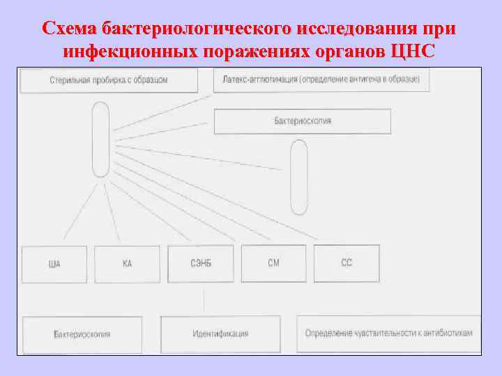 Схема бактериологического исследования при инфекционных поражениях органов ЦНС 
