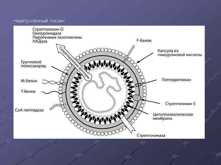 +эритрогенный токсин 